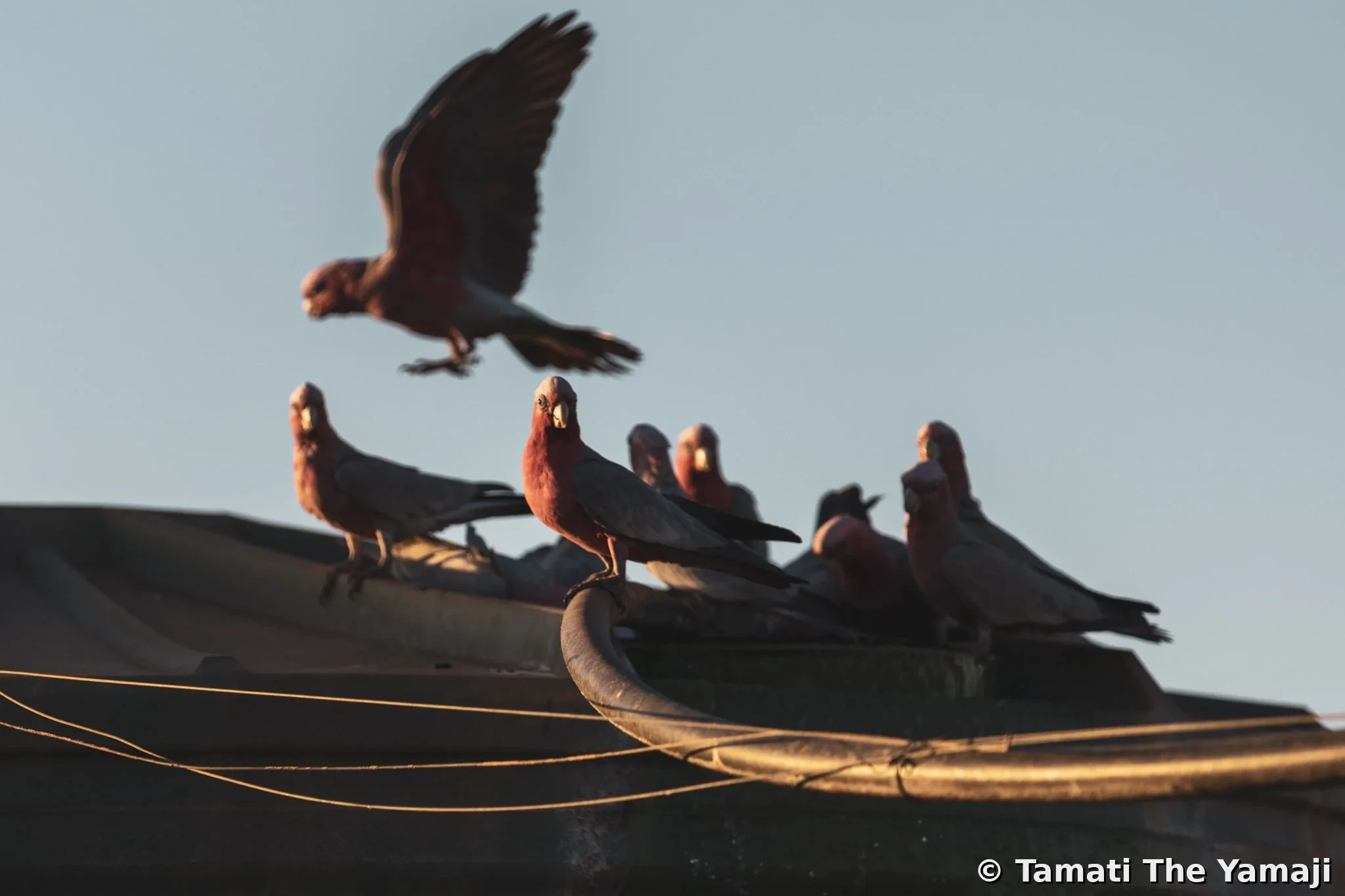 "Take me home, Murchison river" - Image 8