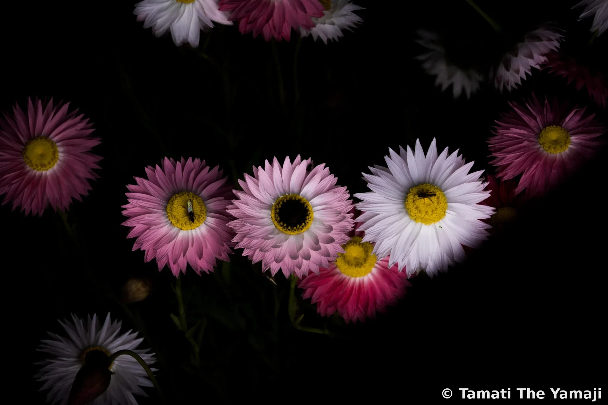 Mullewa Wildflowers - Image 1