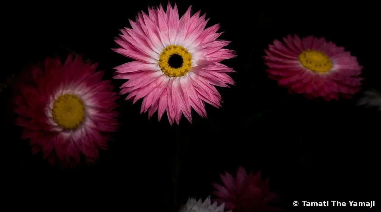 Mullewa Wildflowers - Image 2