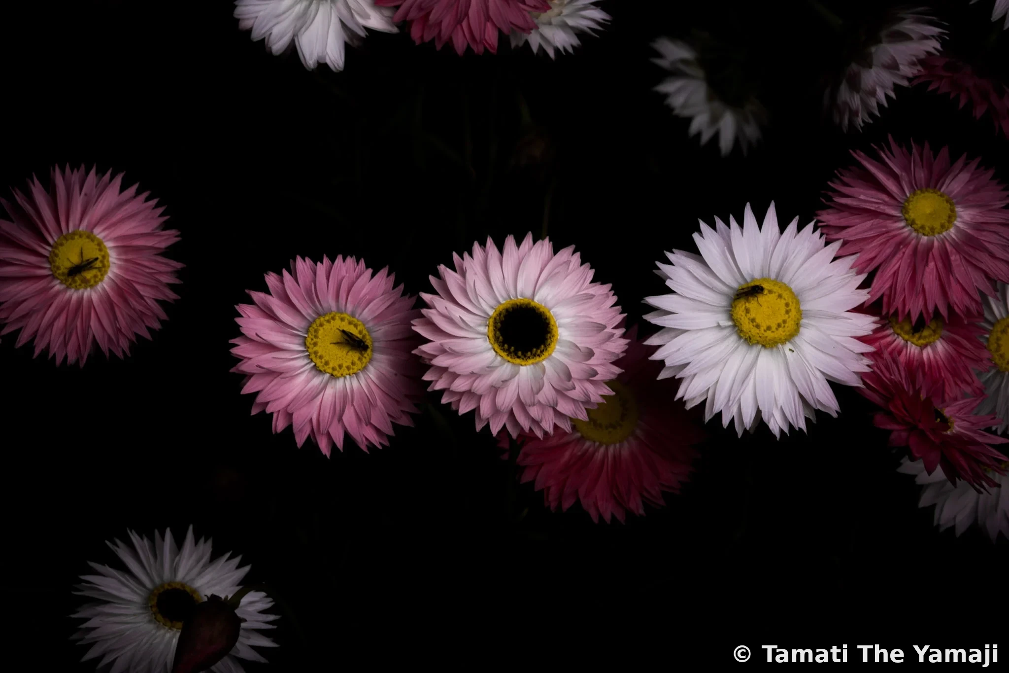 Mullewa Wildflowers - Image 3