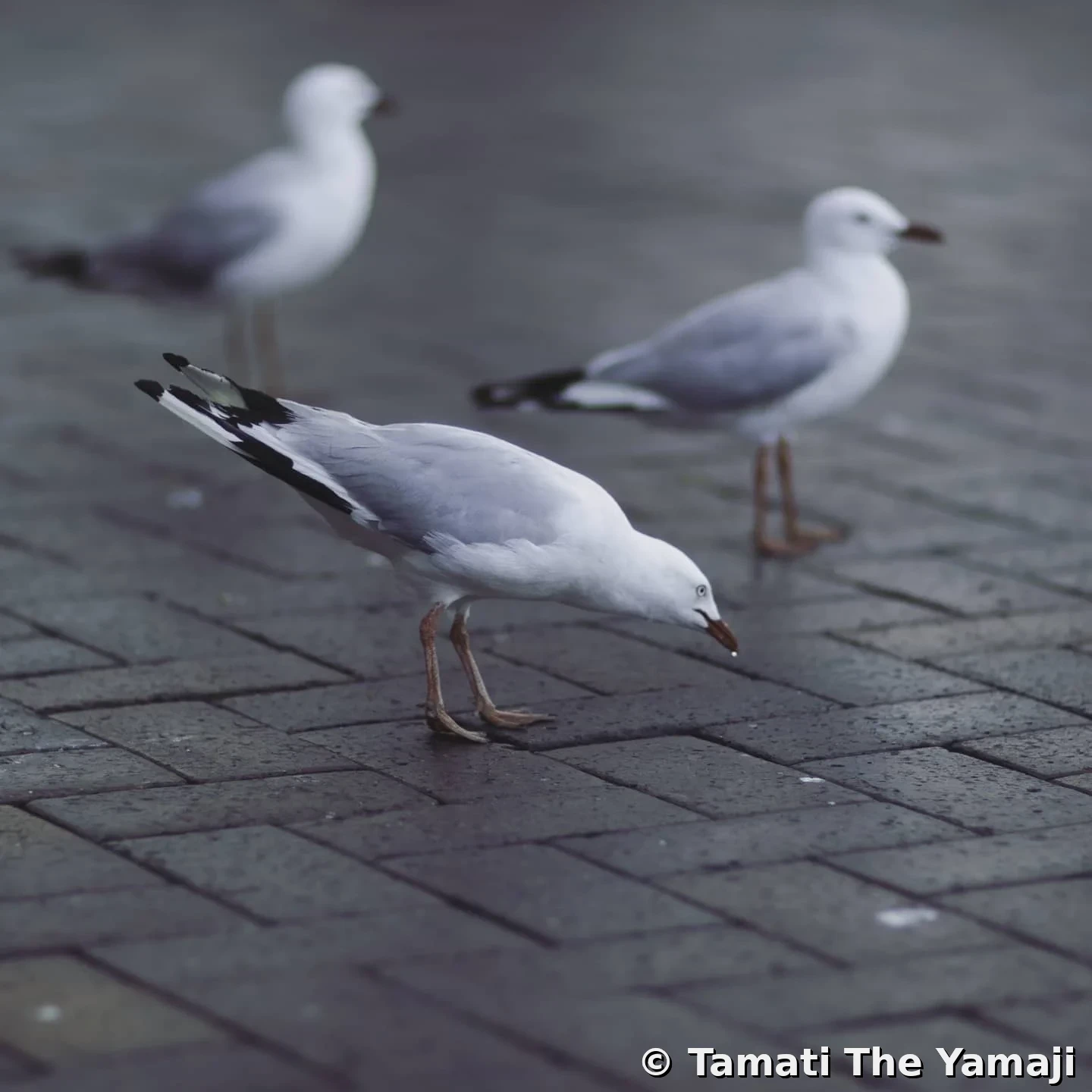 Warrane Portraits - Image 8