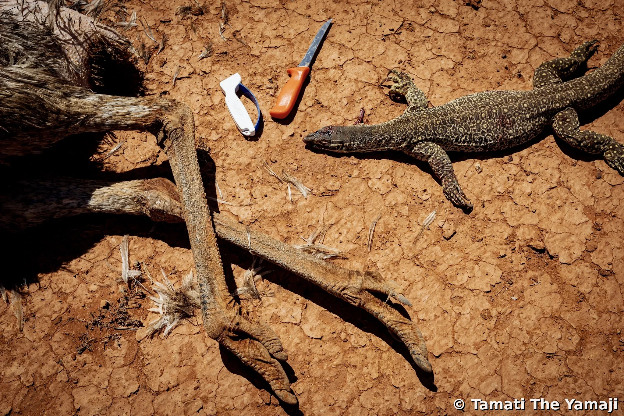Hunting Marlu in the Murchison - Image 3