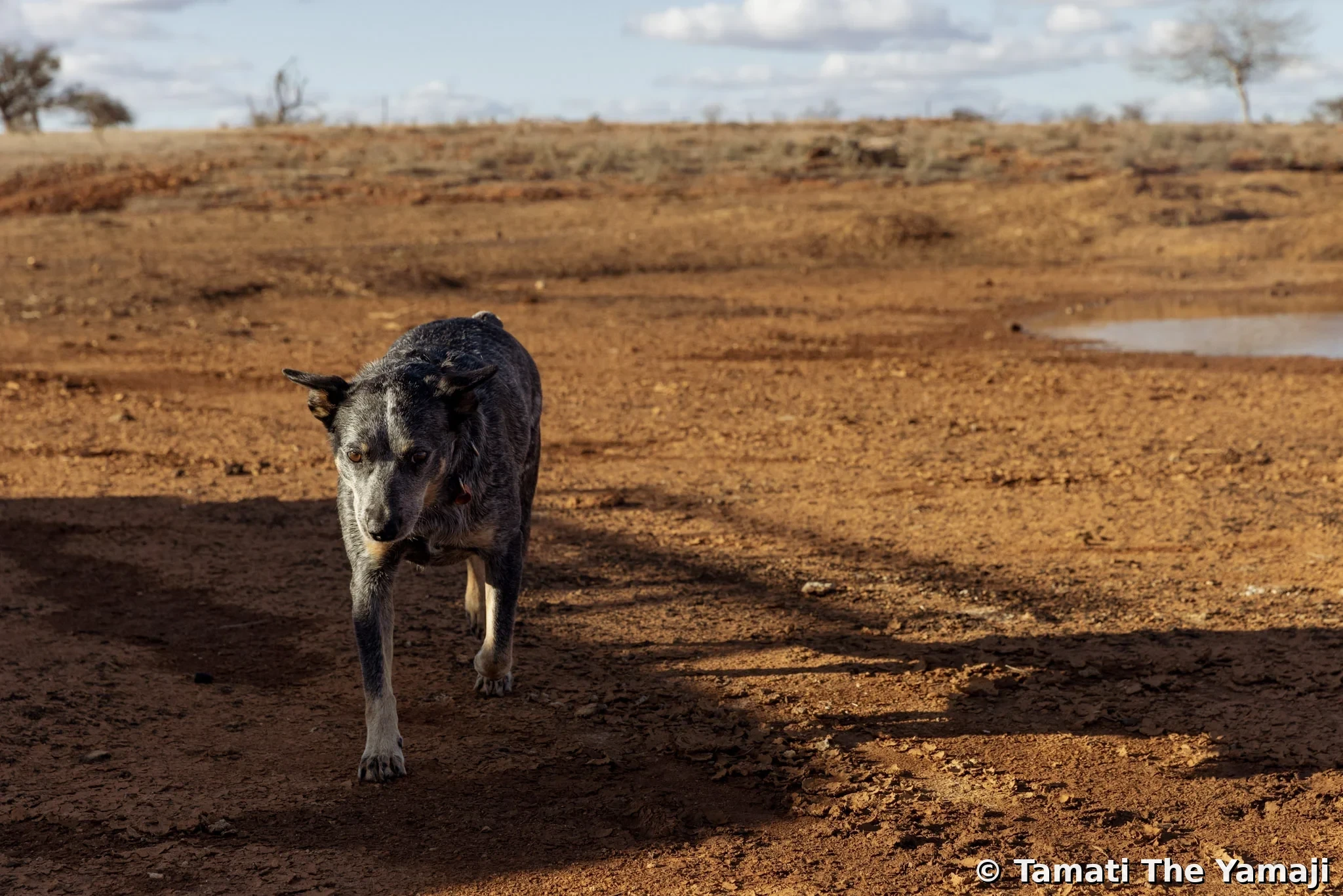 Thalirrang, Wajarri Country - Image 4