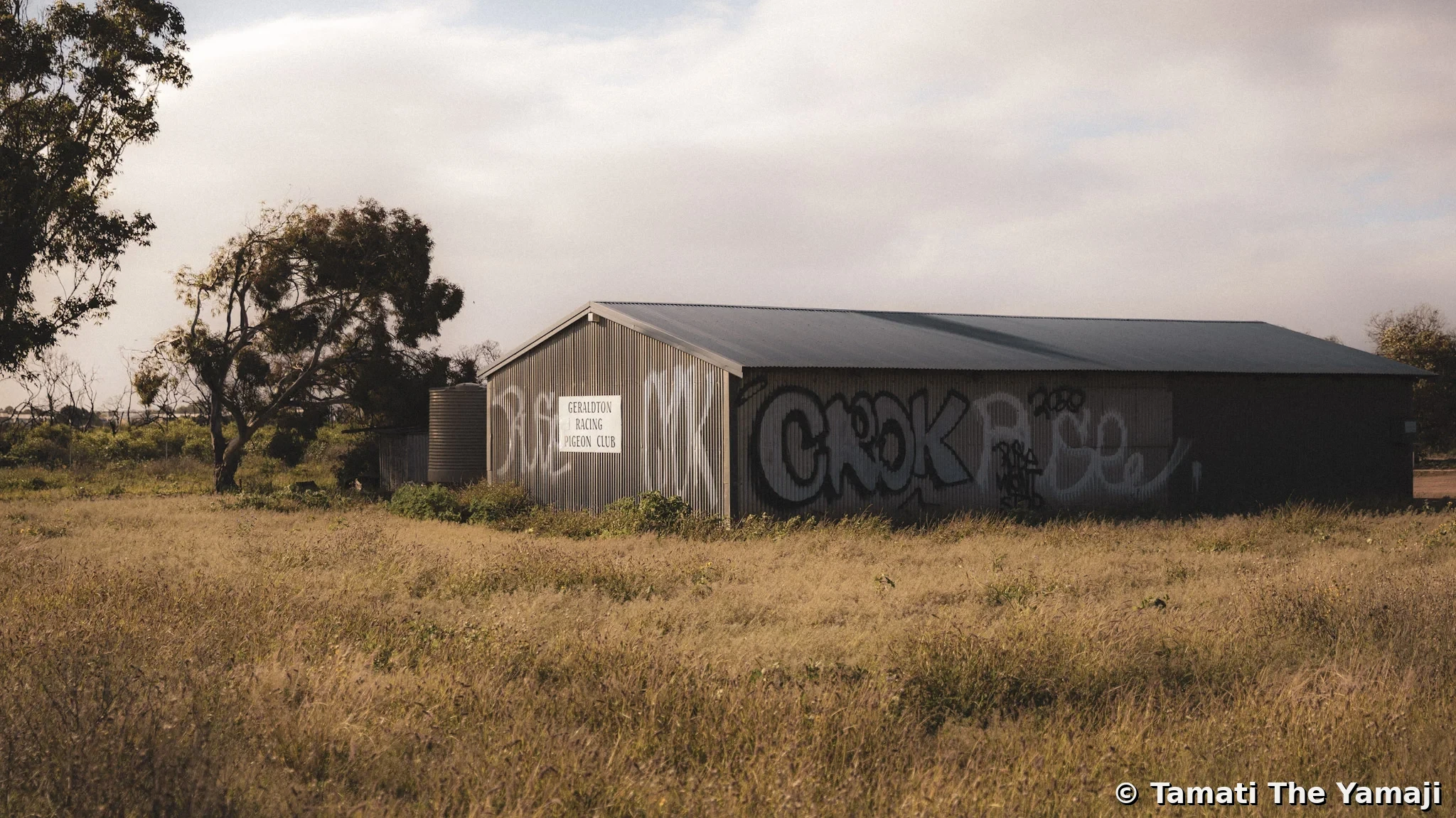 Jambinu Racing Pigeon Club - Image 1