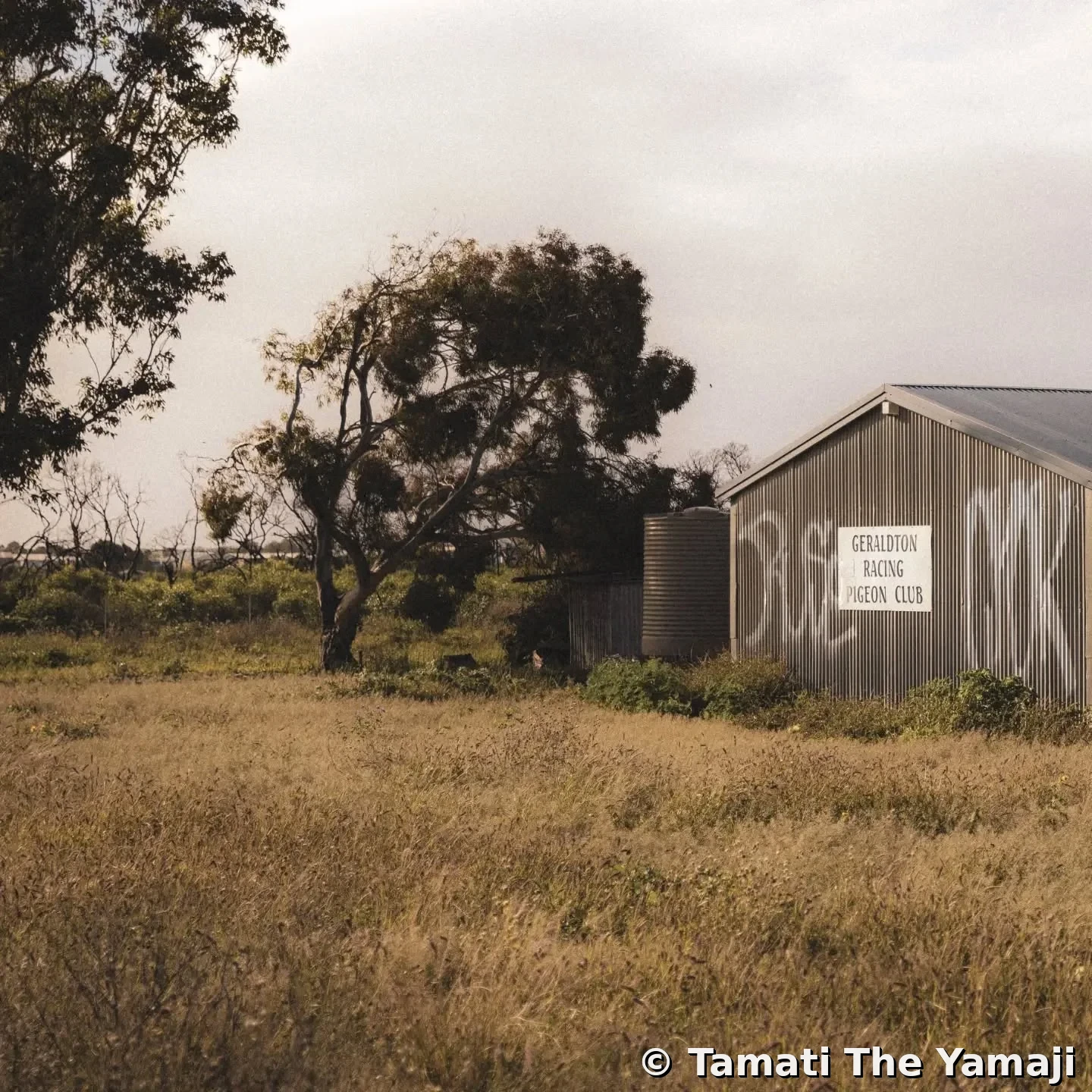 Jambinu Racing Pigeon Club - Image 2
