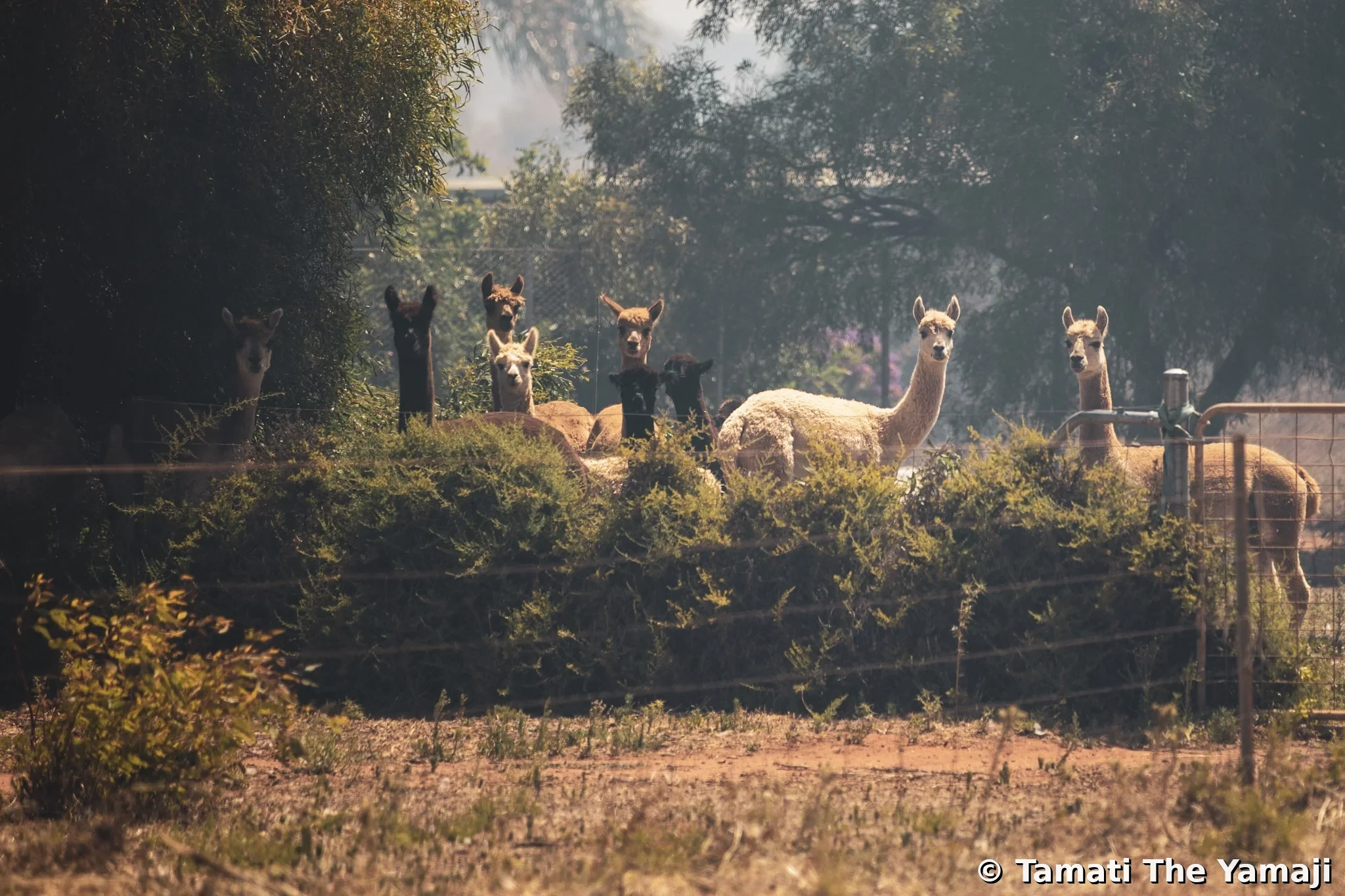 Moonyoonooka Bush Fire - Image 9