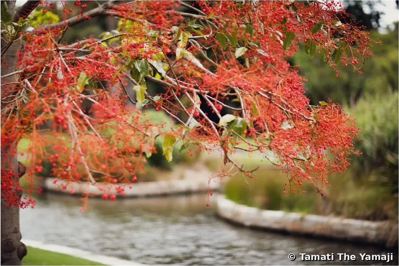 Korean Monk Portraits, Warrane - Image 4